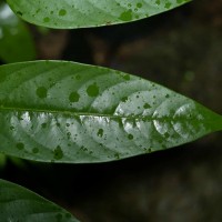 Doona cordifolia Thwaites